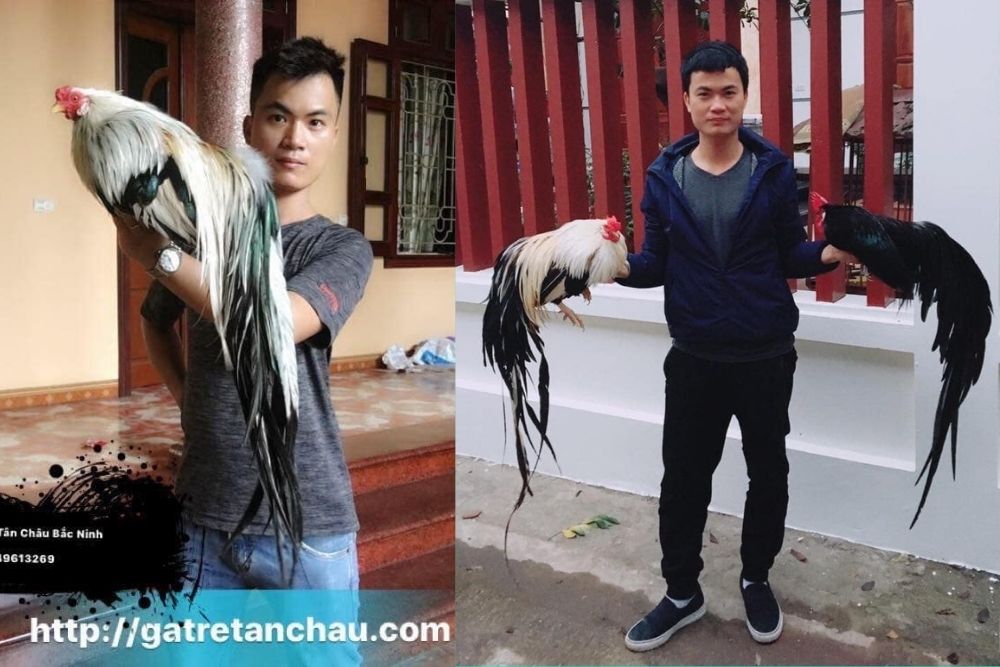 trại chủ trại gà tre tân châu bắc ninh