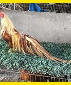 gà tre tân châu khét chuối