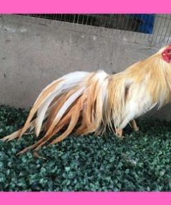 Gà Tre Tân Châu Khét Sữa