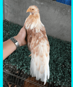 Gà Tre Tân Châu Mái Bướm Đẹp