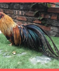 gà tre tân châu cú lửa